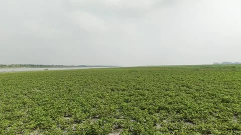 Green Peanut Field Tracking Stock Footage 334803082