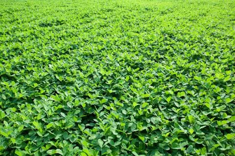 Green Peanuts fields background Stock Photos