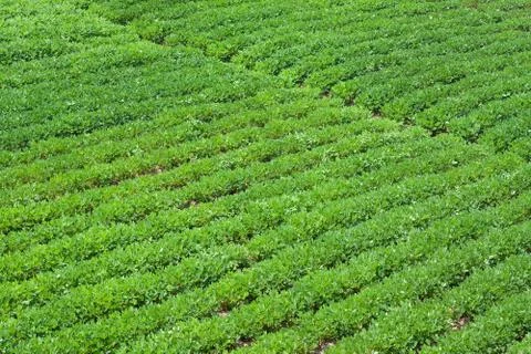 Green Peanuts fields background Stock Photos