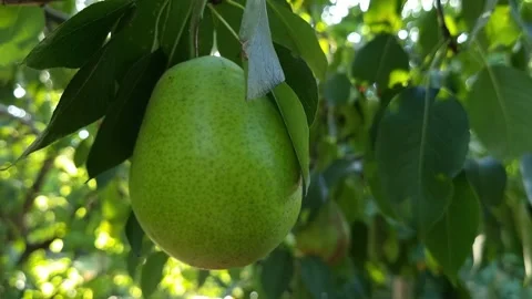Green Pear Fruit On A Branch Close-Up Stock Footage 315664311