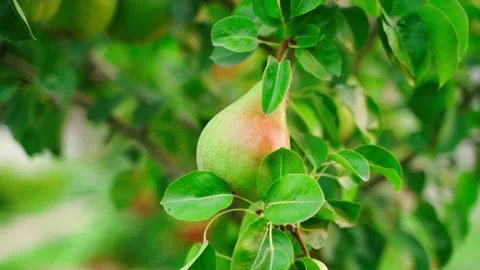Green pear growing on a tree in the early morning in dawn light. Ripe pear on a Stock Footage 253469278