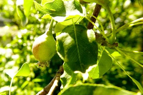 Green Pear Growing on a Tree Surrounded by Lush Leaves in a Garden Stock Photos