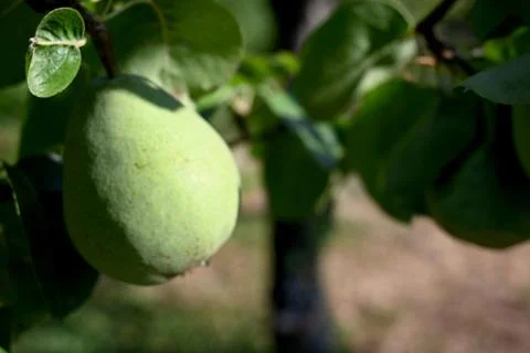 Green pear hanging on a tree Stockfoto's