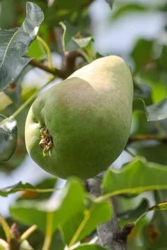Green pear hangs from tree branch Stock Photos