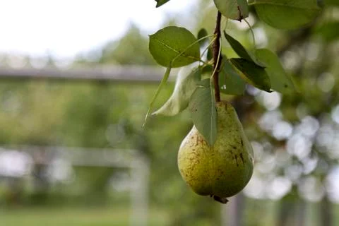 Green pear Stock Photos