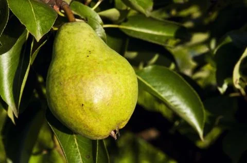 Green pear Stock Photos
