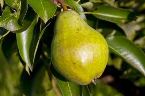 Green pear Fotos de archivo