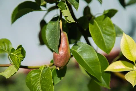 Green pear Foto stock