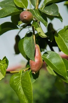 Green pear Stock Photos