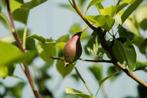 Green pear Stock Photos