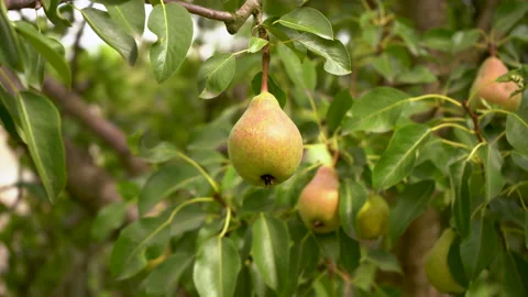 Green pear ripens on a tree Stock Footage 213023696