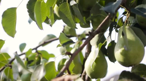 Green pear tree camera movement Stock Footage 62623559
