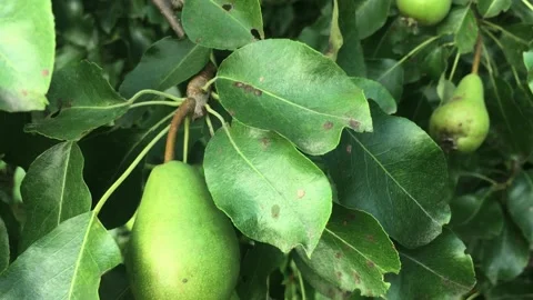 Green pear on a tree in garden Video stock 157302355