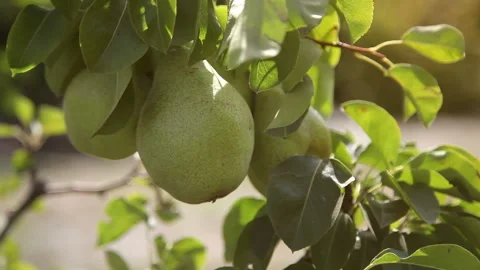 Green pear on the tree in the garden at sunset, close-up 4 Video stock 94523256