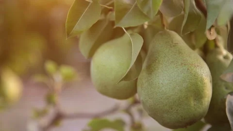 Green pear on the tree in the garden at sunset, close-up 3 Stockbeeldmateriaal 94523662