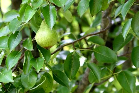 Green pear tree Stock Photos