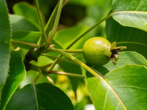Green pear on the tree in the spring day. Stock Photos