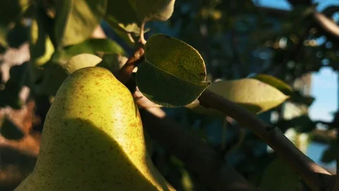 Green pear wawing on the wind on the tree in the garden in a sunny summer day in Video stock 116465092