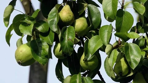 Green pears on a branch Stock-Footage 278064419