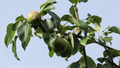Green pears on a branch Video stock 278065714