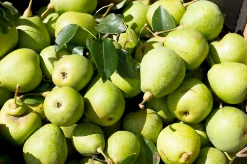 Green pears close-up Stock Photos