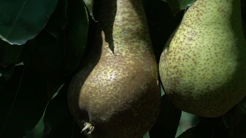 Green pears detail Stock Footage 125990436