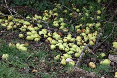 Green pears fall from the tree to the grass Stock Photos