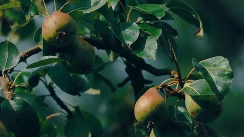 Green Pears Growing on a Tree with Green Leaves Stock Footage 278064892