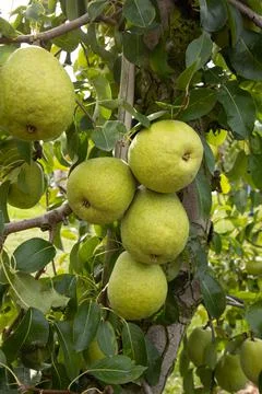 Green pears hang on a tree, close-up photo. Postcard vertical with copy space. Stock Photos
