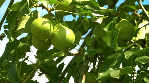 Green pears hanging on a tree in UHD Video stock 116588955