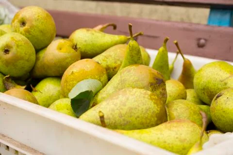Green pears lay in a plastic box, close-up Stock Photos
