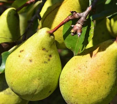 Green pears Stock Photos
