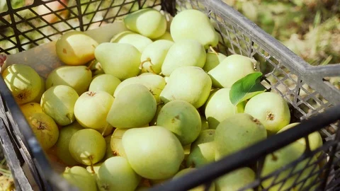 Green pears in a plastic black box. Harvesting in your own garden. Stock Footage 119906457