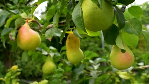 Green pears ripening on a tree branch. Stock Footage 340898431