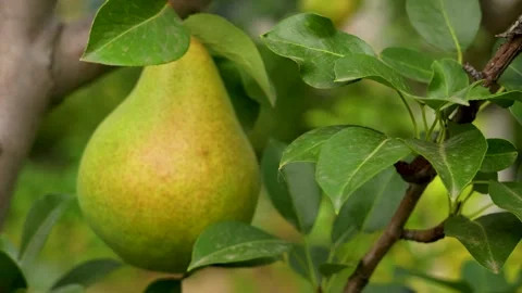 Green pears ripening on a tree branch. Stock Footage 340898513