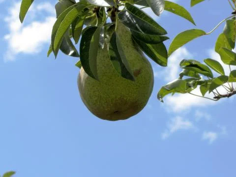 Green pears on tree branches Stock Photos
