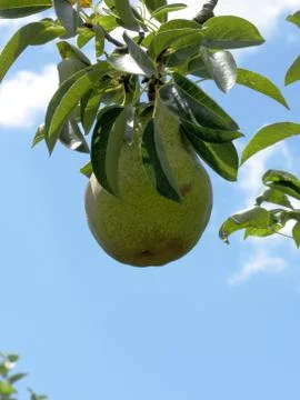 Green pears on tree branches Stock Photos