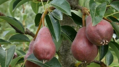 Green Pears on the tree Stock Footage 91384646