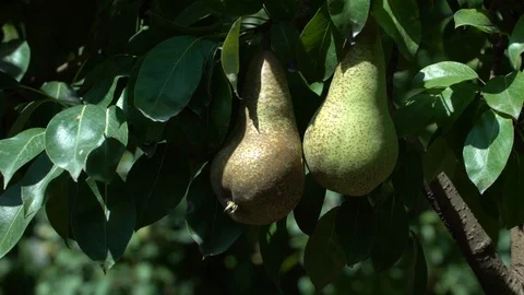 Green pears on tree 스톡 동영상 125990431