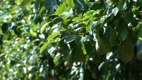 Green pears on tree 스톡 동영상 125990442
