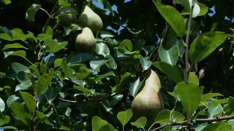 Green pears on tree Stock Footage 125990446