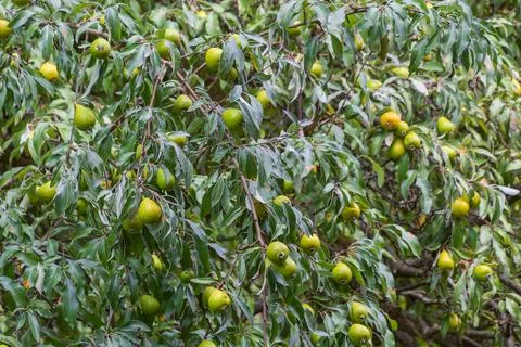 Green pears on a tree in the garden. Foto stock