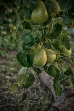 Green Pears on a Tree Stock Photos