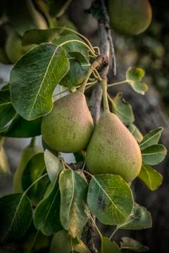 Green Pears on a Tree Stock Photos