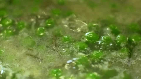Green peas boiling in broth with herbs in pot Video stock 333835573