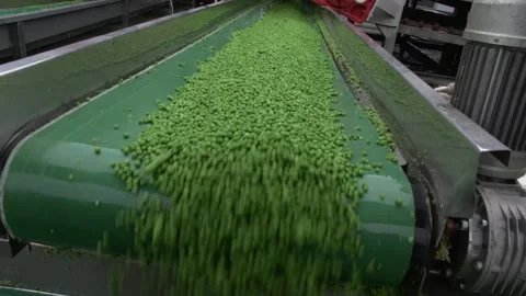 Green peas on a conveyor Stock Footage