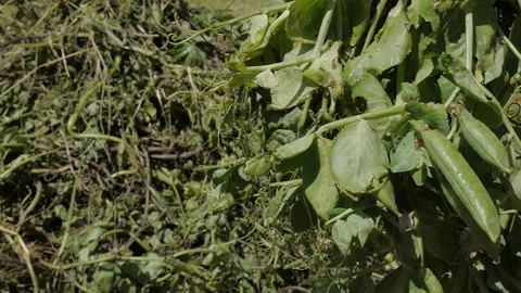 Green peas in the field Stock Footage 136550694