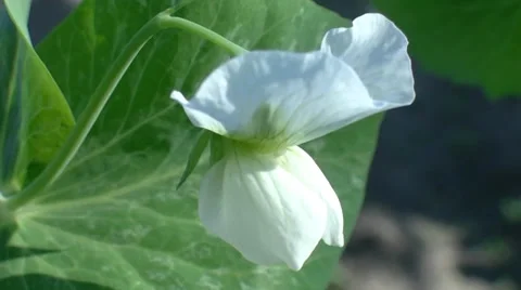 Green peas flower Video stock 39478711
