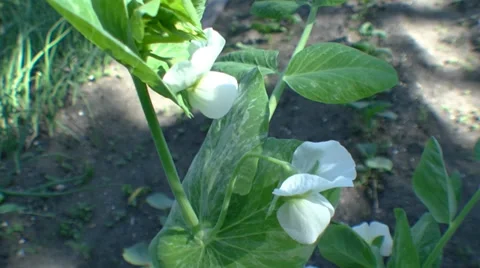 Green peas flowers Stock Footage 39478676