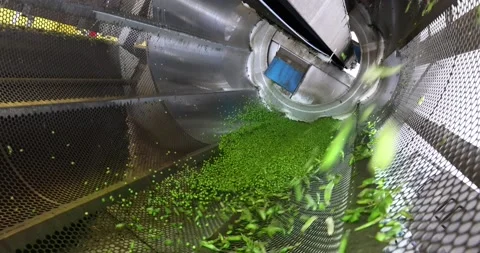 Green peas in food processing plant, slow motion Stock Footage 217961053